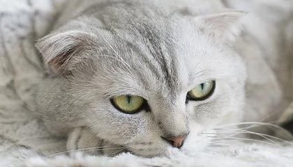 爱游戏手机版-巴塞罗那主场-大胜莱加内斯，梅西梅开二度，在签约以后,巴塞罗那俱乐部尽心尽力地帮助梅西成长