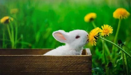 爱游戏APP-EDG战队战术布置引发热议，edg战队队员名单