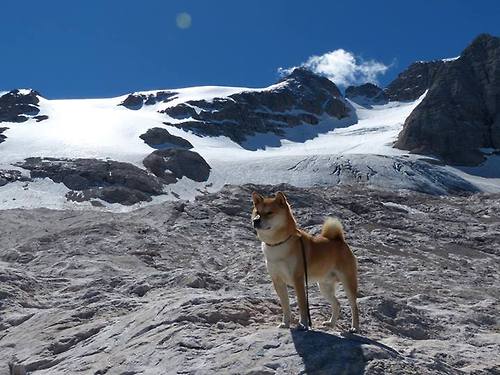 未来策略:全球化、数字化引领联盟变革,2021全球数字化转型