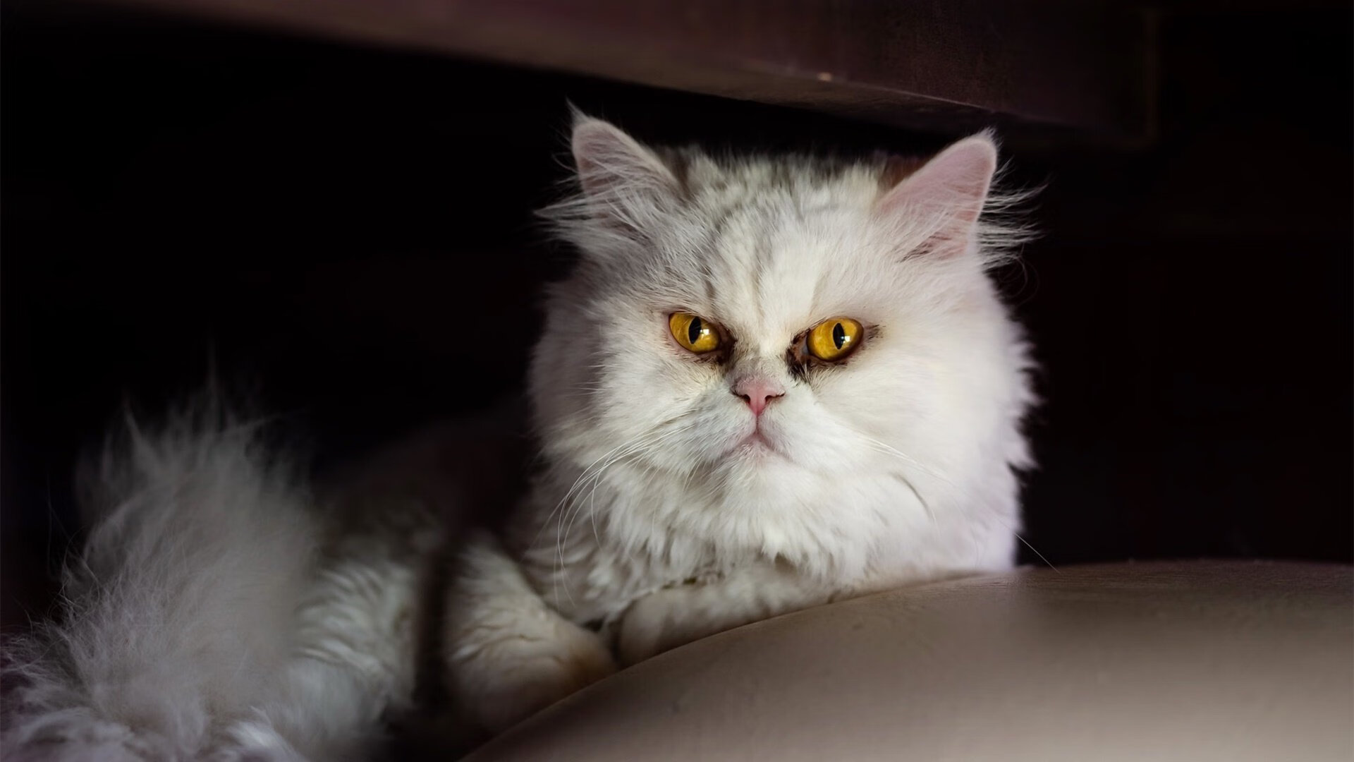 最具感染力的“欧冠胜利歌声”席卷全球,冠军欧洲胜利之光片尾曲