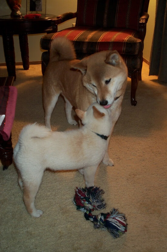 水上花样滑冰，冰上舞蹈令人心醉，冰上花样表演