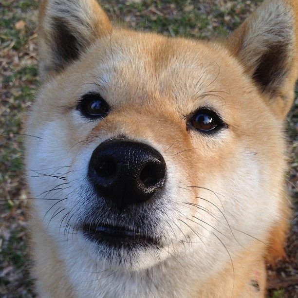 美国男足在巴黎奥运会比赛中以3-1击败巴西，美国男足vs巴西