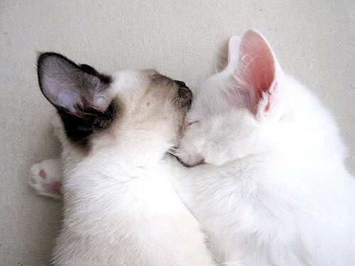 足球校园联盟成立联动各地重点高校，2020校园足球联赛会有吗