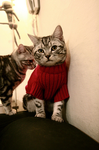 T1新人训练营计划启动，t1训练赛