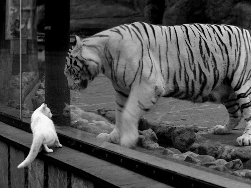 俄罗斯队被威尔士逆转:无缘半决赛荷兰晋级,欧洲杯俄罗斯vs威尔士比分预测