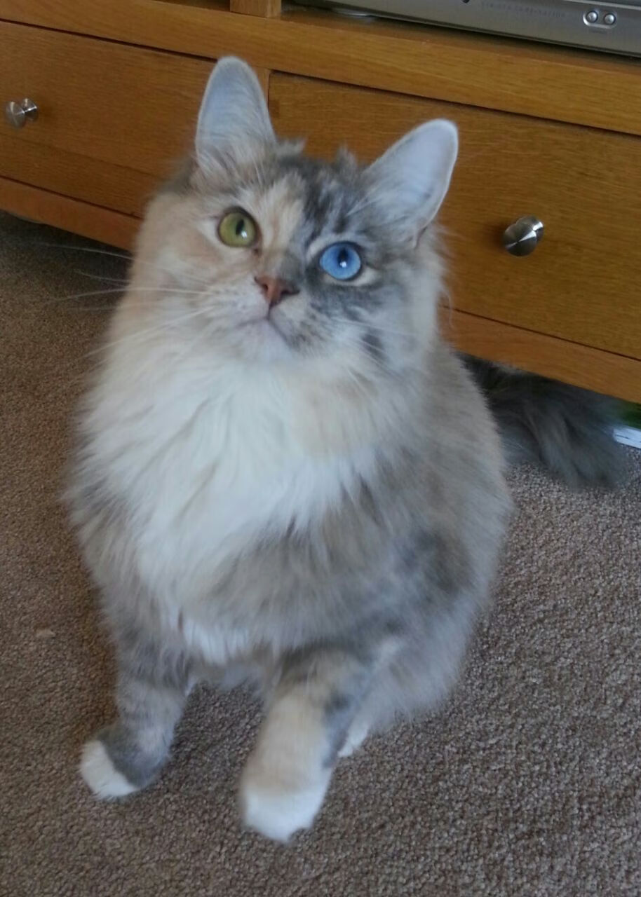 克罗地亚大胜苏格兰,晋级欧锦赛强赛场,欧冠克罗地亚vs苏格兰