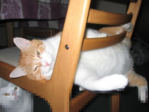 冰雪中奔跑的雄狮！塞内加尔男足晋级八强，塞内加尔国家男子足球队