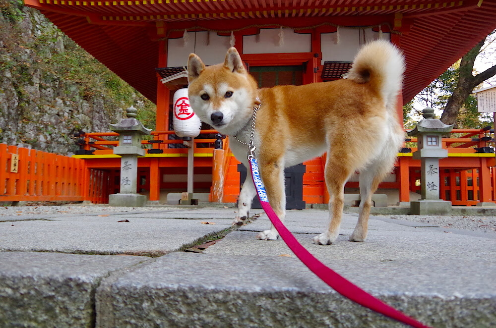 切尔西女足赞助商支持力度提升,切尔西女足队长