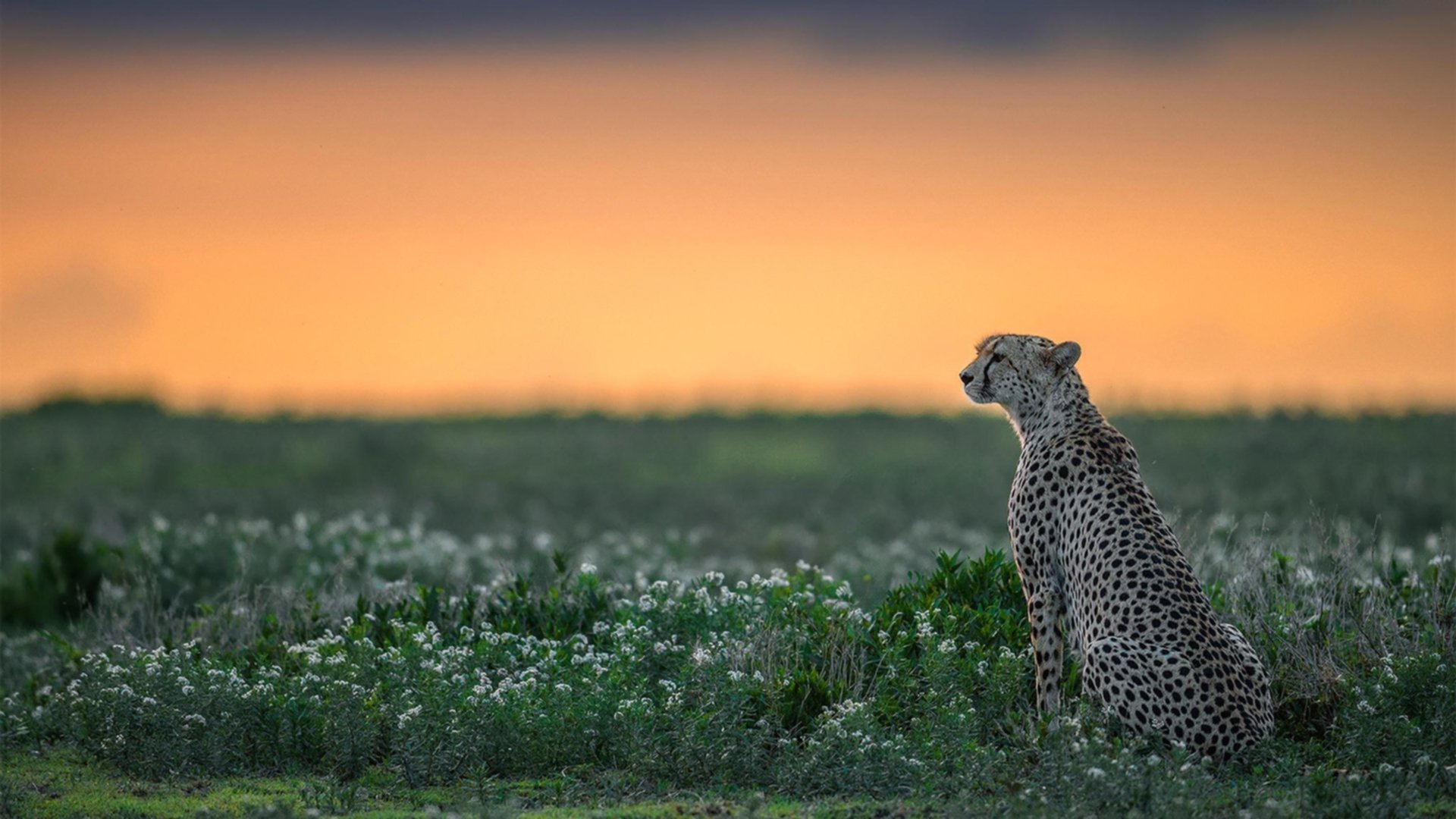 爱游戏体育-开拓者新秀闯关成功 荣膺赛季最佳新人，开拓者队新秀