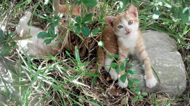 爱游戏中国官网-惊险一役！欧洲预选赛中发生了令人措手不及的情况，欧洲预选赛比赛规则