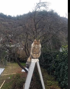 中国篮球联赛观众行为特征及市场营销策略，篮球观众席图片