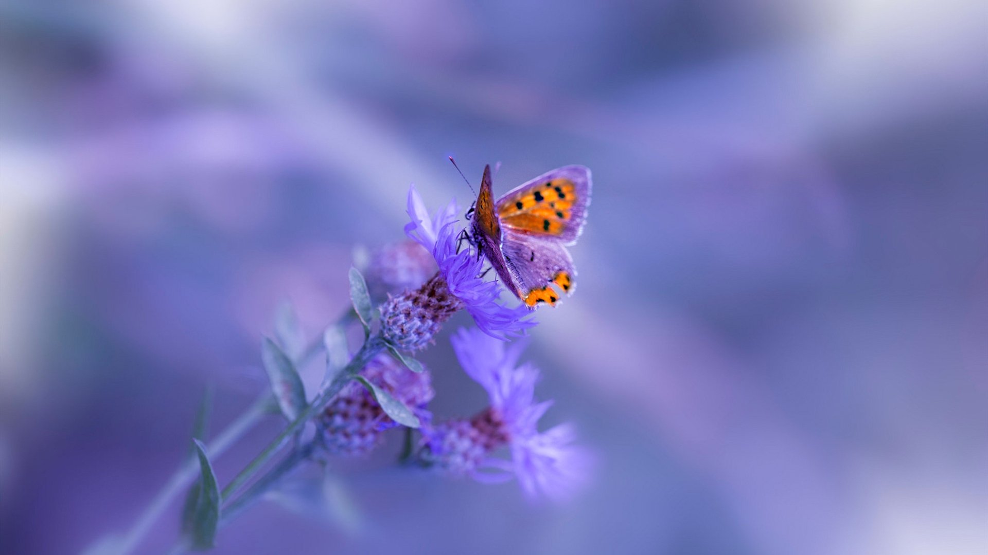 全国马拉松青少年跑团激发全民健身热情,跑遍全国马拉松