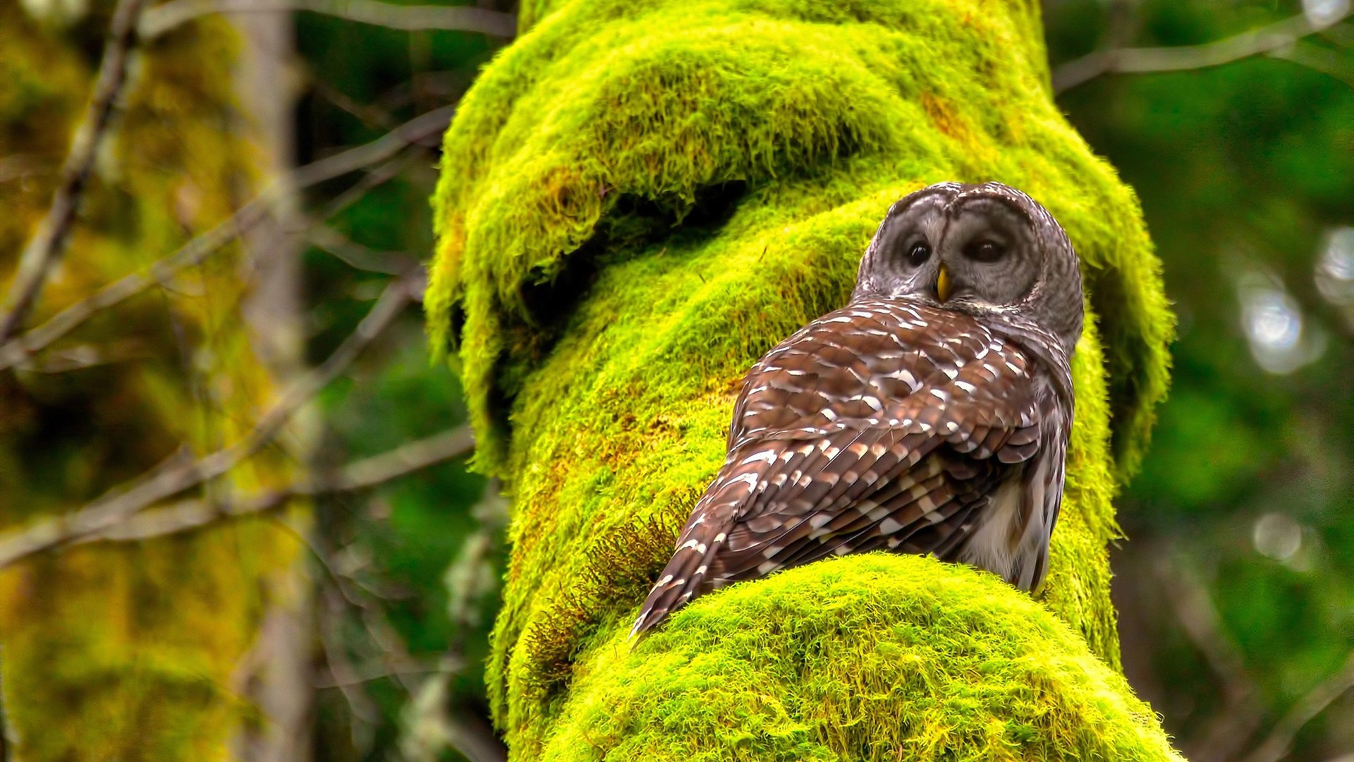 史诗逆转：本赛季五大联赛的经典逆转战役，nba经典逆转
