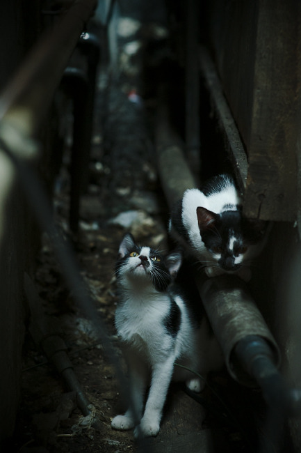 爱游戏GAMING平台-CBA球队强化教练团队建设，cba球队强化教练团队建设总结