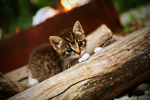 爱游戏全站-“高新体育中心健力赛：选手们挑战极限重量，赛场气氛紧张”