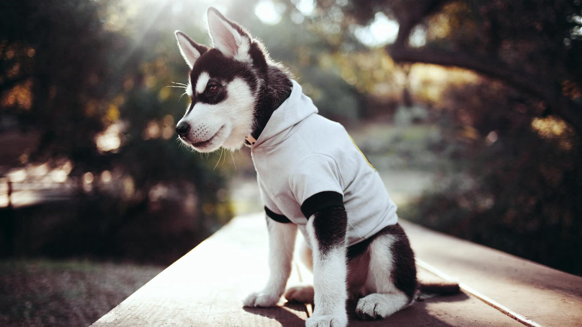 爱游戏-中国香港队赛制剖析：如何在团体赛中充分利用球员的优势，香港队再添一枚金牌